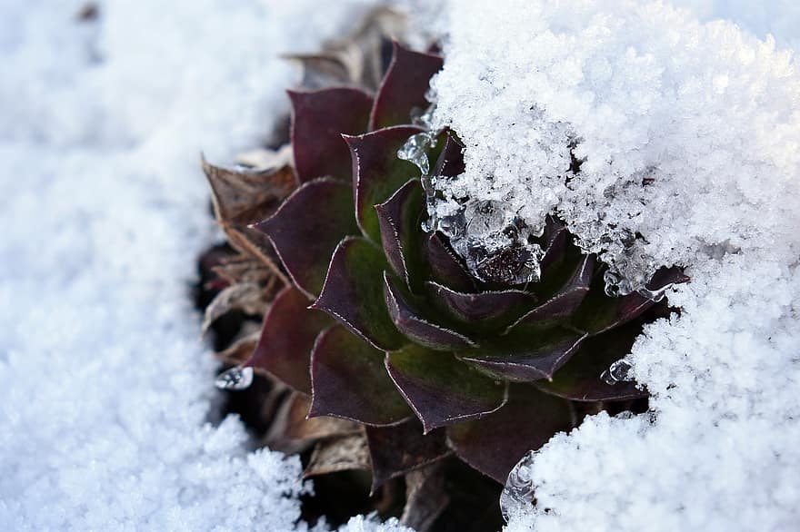 rozetta, nedvdús, téli, fagy, hó, közelkép, levél növényen, növény, évszak, jég, frissesség