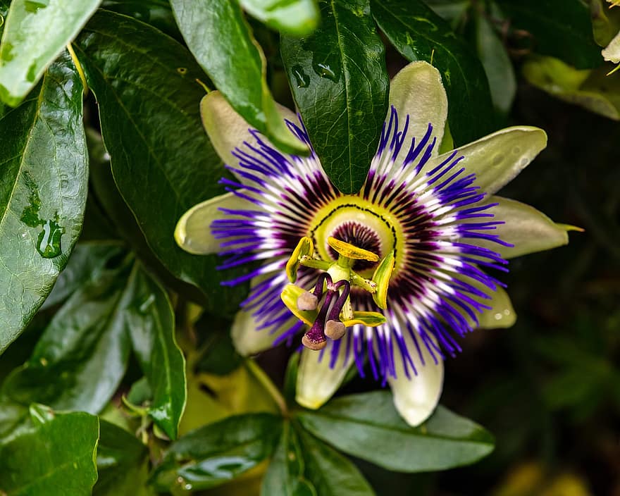Bluecrown Passionflower, пасифлора, цвете, листа, цвят, разцвет, капки роса, растение, флора, листенца