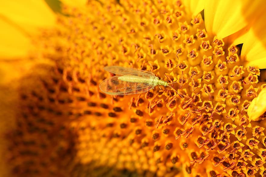slunečnice, lacewing, hmyz, žlutá, květ, Příroda, zblízka