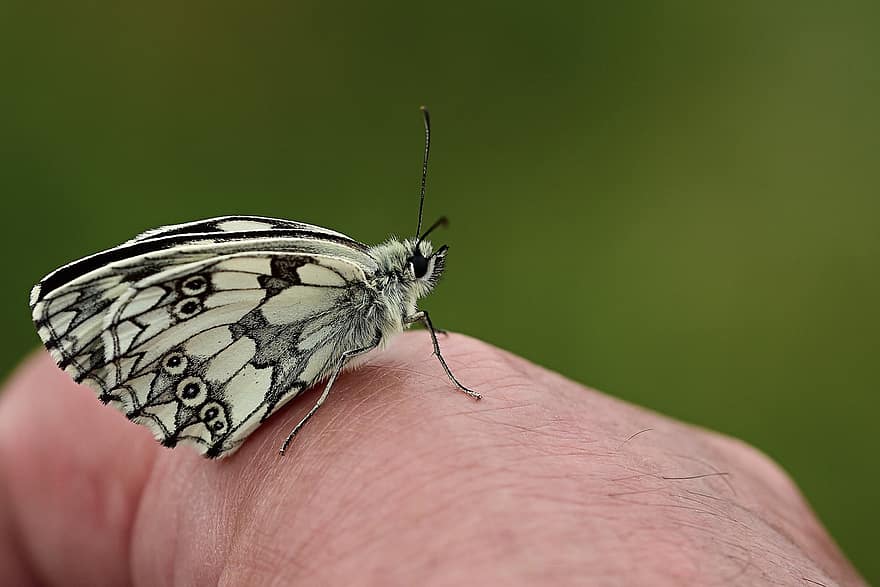 vlinder, geruite vlinder, detailopname, vlinders, zomer, vleugel, vlucht insect
