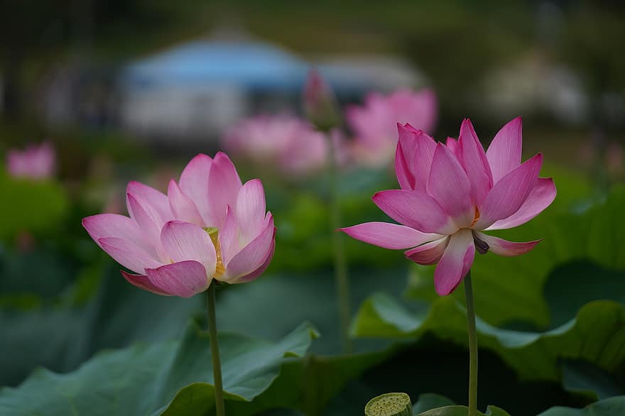 lotus, pembe çiçekler, su zambakları, doğa