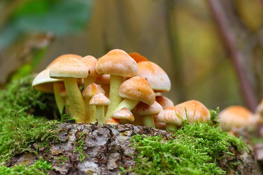 funghi, muschio, funghi piccoli, funghi selvatici, spora, spugna, fungo, corpo fruttifero, Dischi di funghi, specie fungina, Specie di funghi