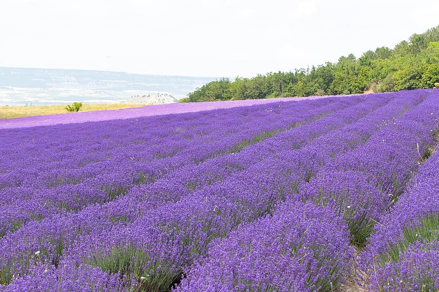 laventeli, kukat, laventelin kenttä, Krim, maisema, luonto