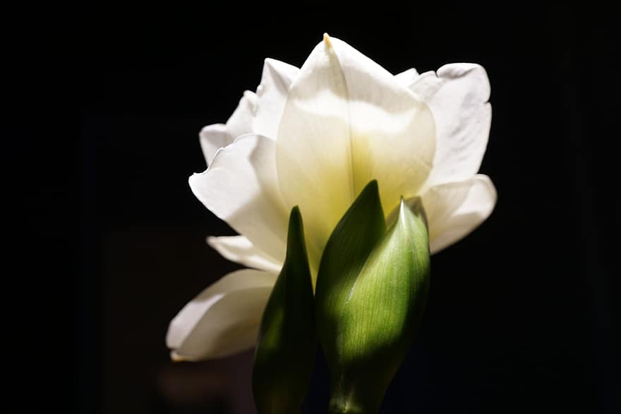 амариллис, цветок, белый цветок, лепестки, белые лепестки, цветение, цвести, Флора, завод, природа, черный фон