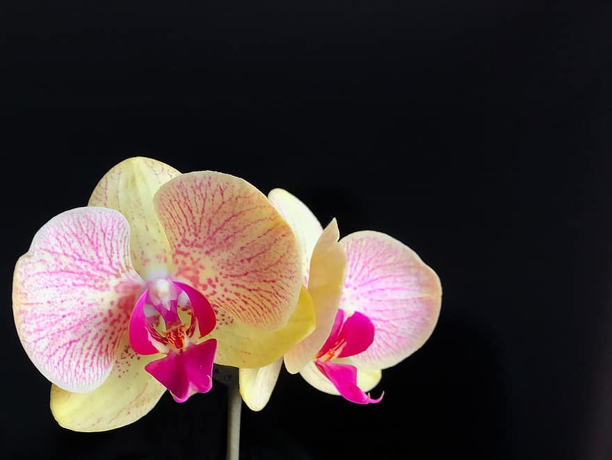 bloem, orchideeën, bloeiend, fabriek, flora, orchidee, detailopname, bloemblad, bloemhoofd, plantkunde, blad
