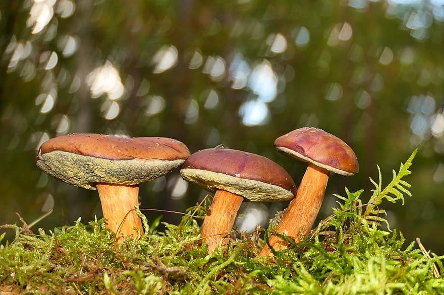 bolete mushrooms, mushrooms, mycology, close-up, autumn, food, forest, season, fungus, freshness, plant