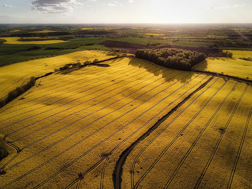 Oilseed Rape, Agriculture, Field, Nature, Rural, Drone, Aerial View, rural scene, farm, landscape, meadow