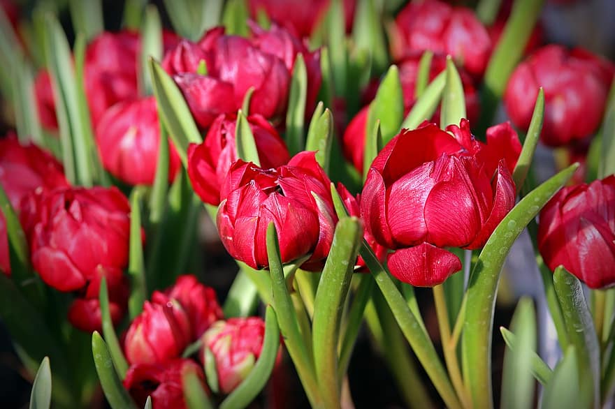 тюльпани, квіти, сад, пелюстки, червоні квіти, червоні пелюстки, цвітіння, весняні квіти, флора, рослини, тюльпан