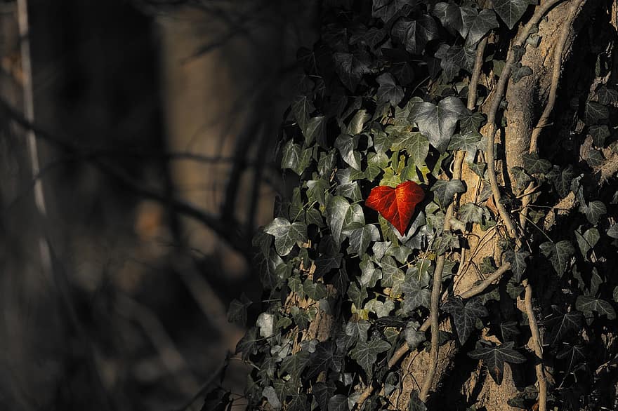 murgröna, hjärta, alla hjärtans dag, romantik, skog, blad, höst, träd, säsong, bakgrunder, gul
