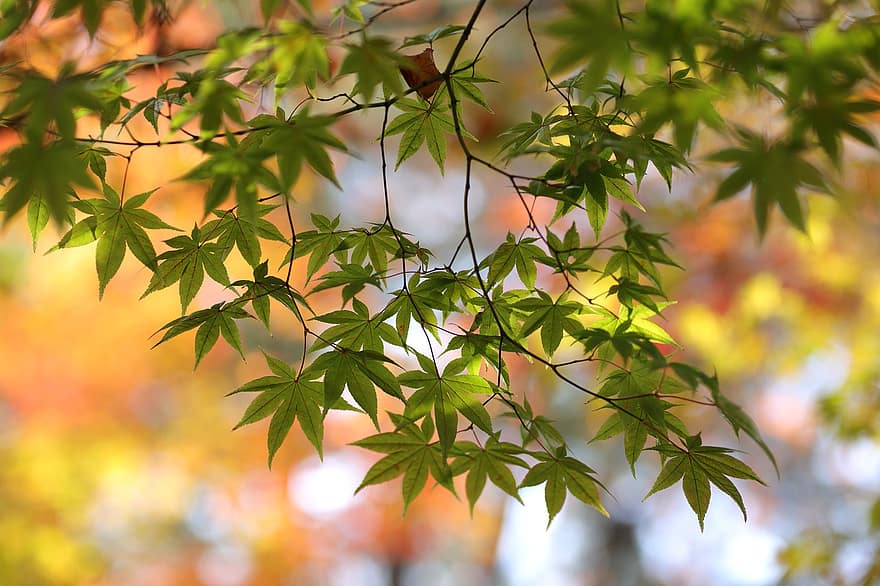 秋、秋の季節、紅葉、葉、自然