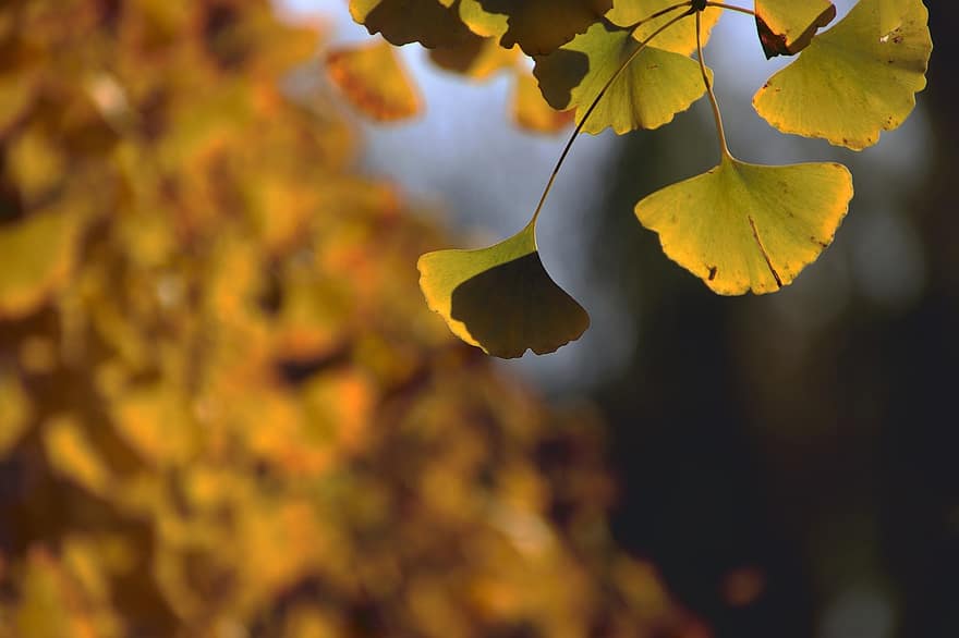 gingko listy, listy, větev, strom, podzim, Příroda