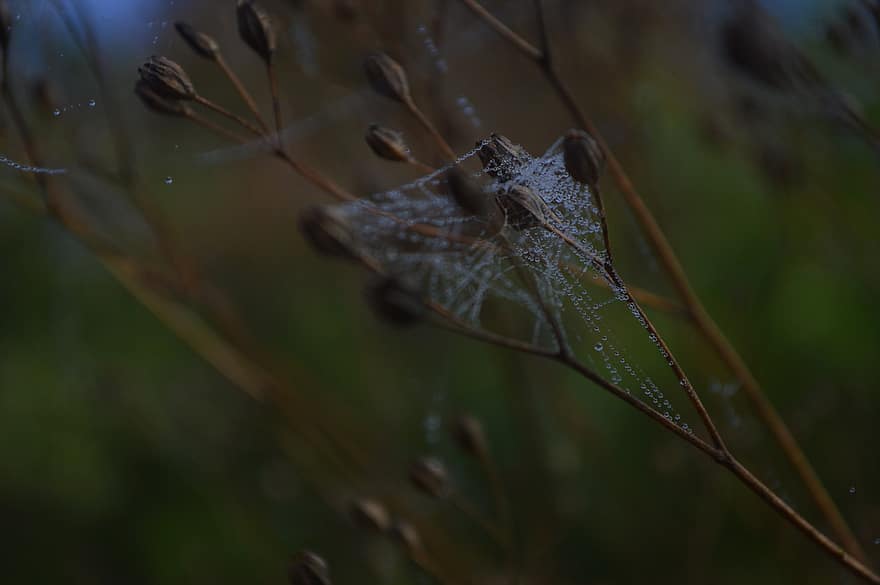 toile d'araignée, la nature, le web, araignée, en plein air, macro, fermer, feuille, rosée, plante, laissez tomber