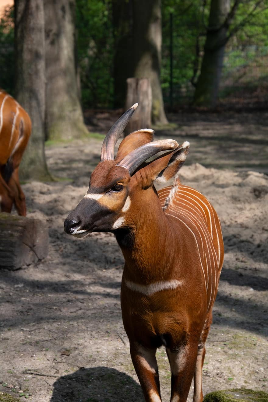 bongo, antilope, africain, Muenster, cornes, espèce, faune, animal, mammifère, animaux à l'état sauvage, herbe