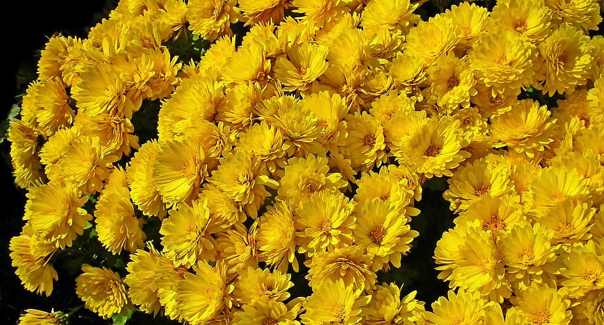 Chrysanthemen, Blumen, Garten, gelbe Blumen, Blütenblätter, gelbe blütenblätter, blühen, Flora, Pflanzen, Gelb, Nahansicht