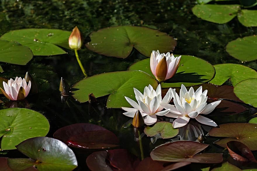 Lilia wodna, kwiaty, rośliny