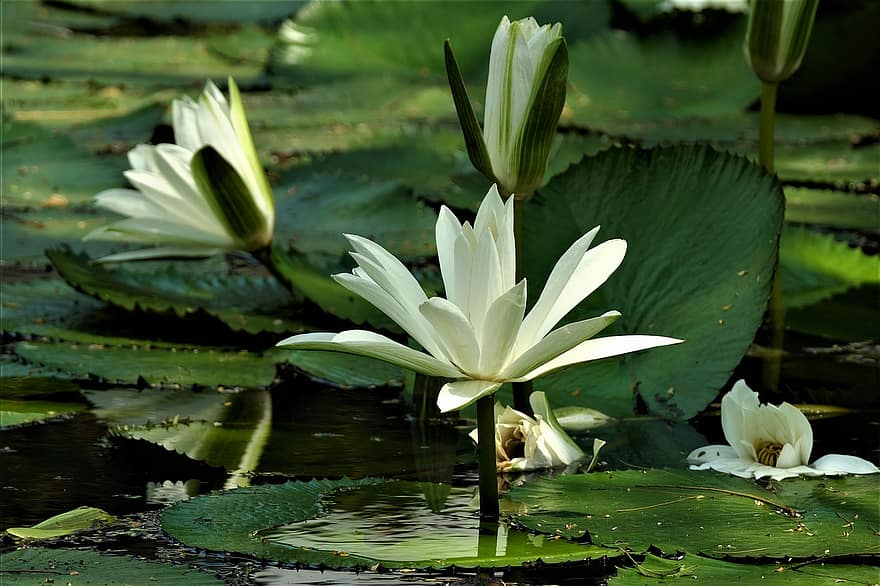 водни лилии, подложки за лилии, езерце, цветя, бели лилии, листенца, бели венчелистчета, разцвет, цвят, флора, водно растение