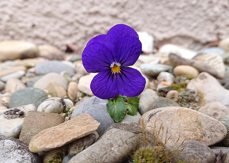 Pansy, Violet Pansy, Garden, Viola X Wittrockiana, Flower, Purple Flower, Nature, Blossom, Bloom, close-up, plant
