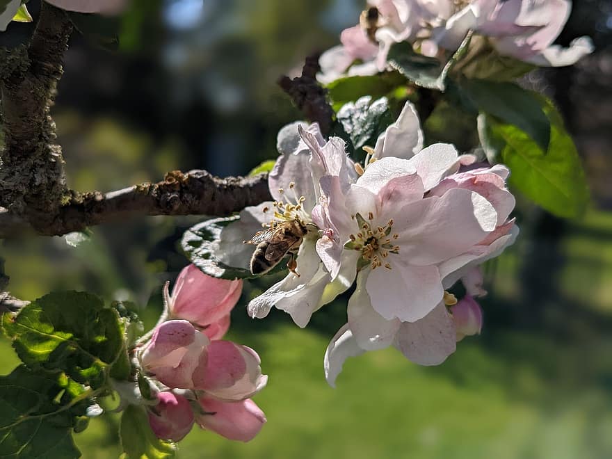 蜂、花、リンゴの木、昆虫、咲く、ブランチ、自然、受粉、閉じる、春、工場