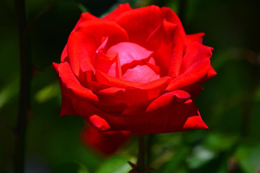 rosa, fiore, pianta, petali, rosa rossa, fiore rosso, fioritura, giardino, natura