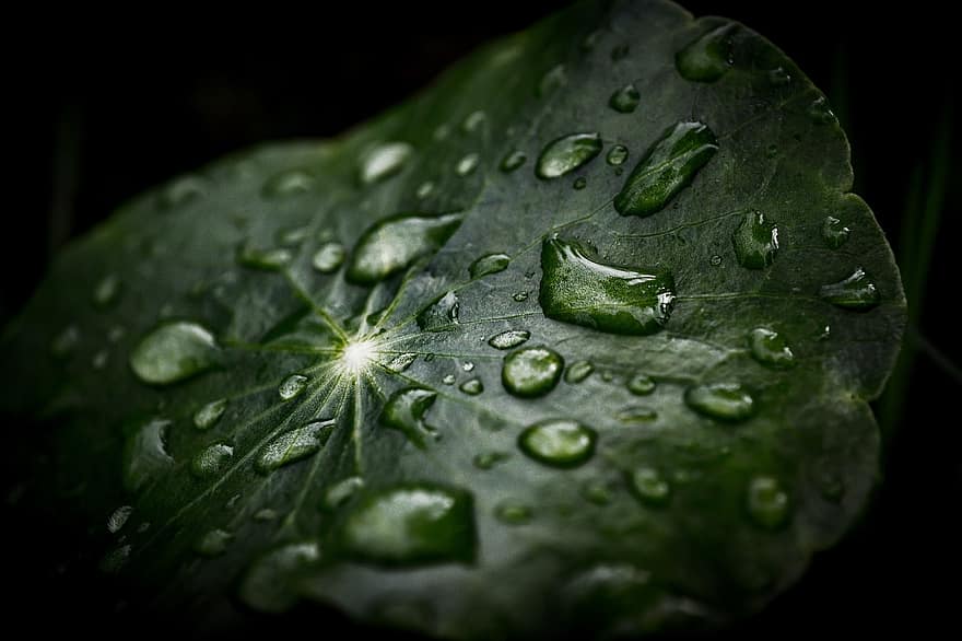 Leaf, Plant, Dew, Wet, Raindrops, Dewdrops, Green, Nature, Dark