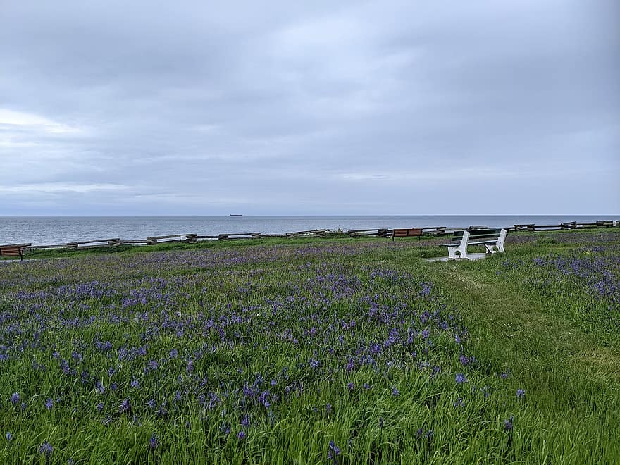 những bông hoa tím, đồng cỏ, u ám, Ngày nhiều mây, victoria, British Columbia, đại dương, Thái Bình Dương, Canada, Thiên nhiên