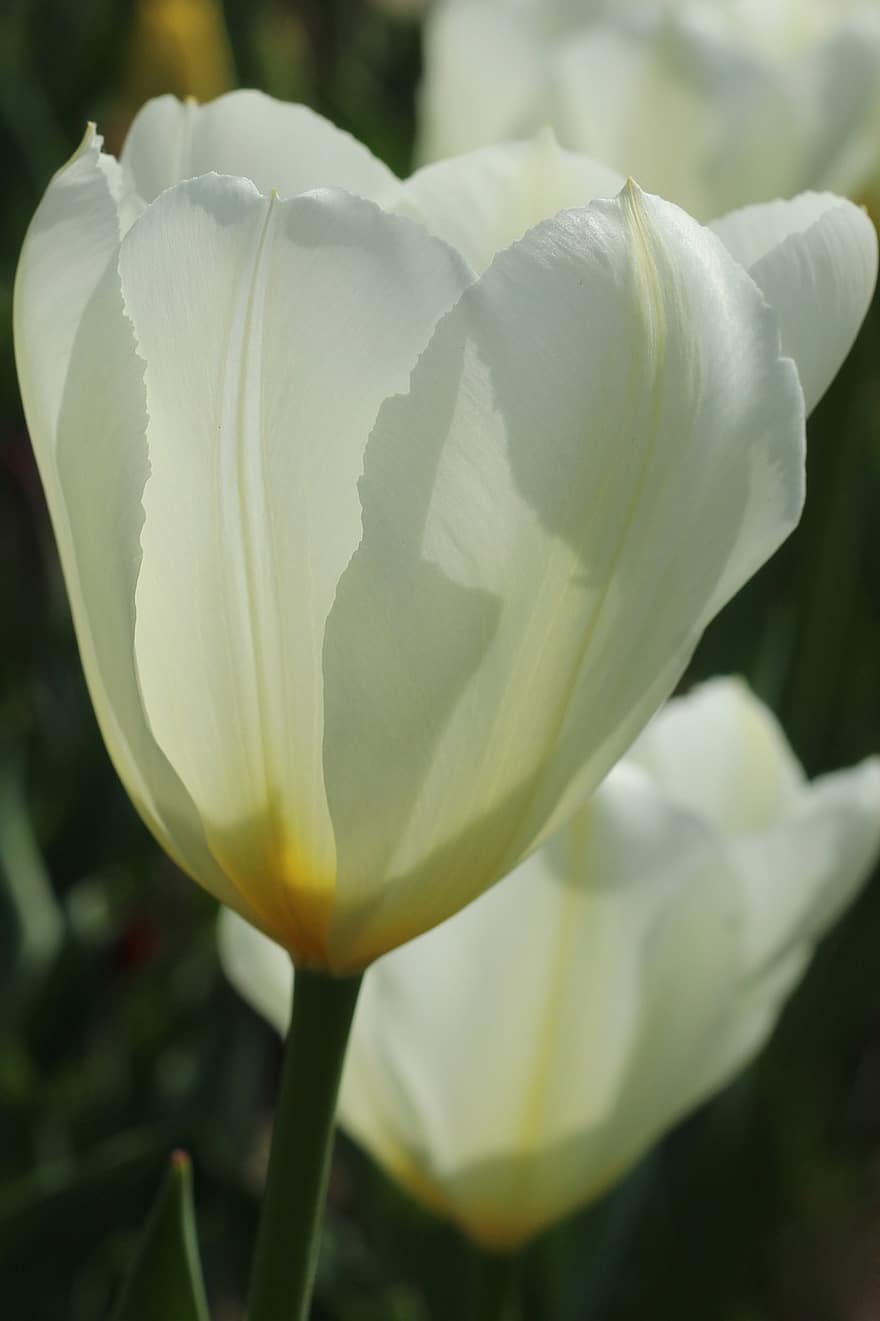 tulipaner, hvite tulipaner, hvite blomster, blomster, hage, natur, vår, blomst, anlegg, blomsterhodet, petal
