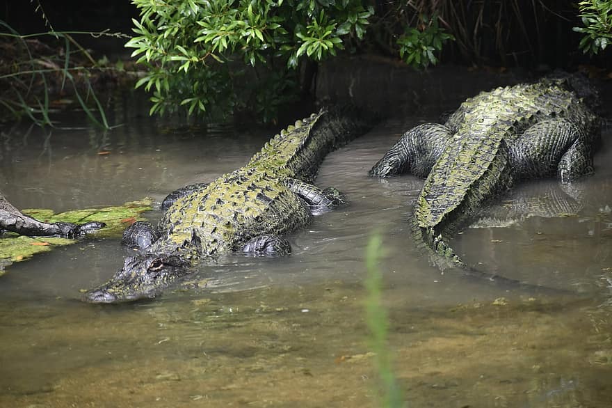 крокодил, влечуго, хищник, Двама алигатора, опасно, блато, вода, див, на лов, Aligator, дивата природа