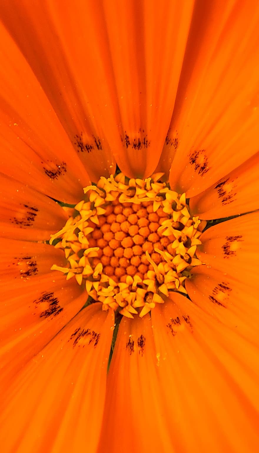 Blume, Pflanze, orangene Blume, Blütenblätter, blühen, Flora, Natur, Nahansicht, Gelb, Blütenblatt, einzelne Blume