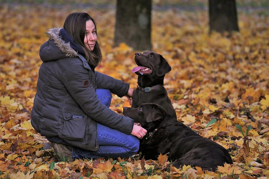 treinador de cachorro, Menina com cachorros, outono, folhas coloridas, tarde, parque, Hora dourada, natureza