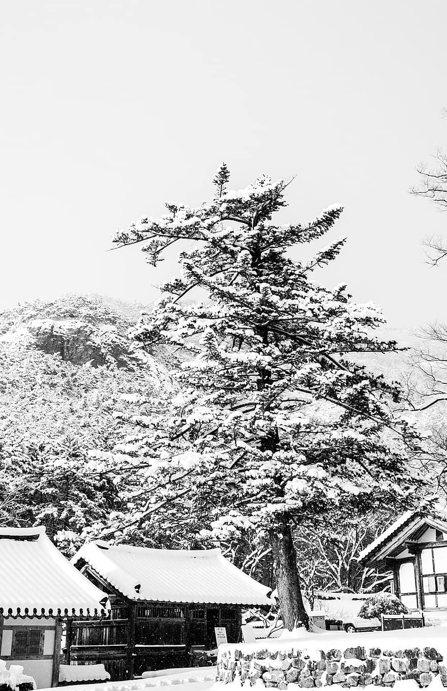 신전, 눈, 나무, 겨울, 벌거 벗은 나무, 흰 서리, 냉랭한, 눈이 내리는, 설경, 겨울 풍경, 서리