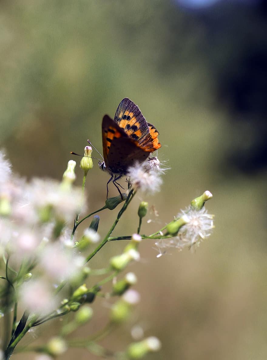 Butterfly, Insect, Flowers, Copper Butterfly, Animal, Buds, Plant, Meadow, Nature, Closeup