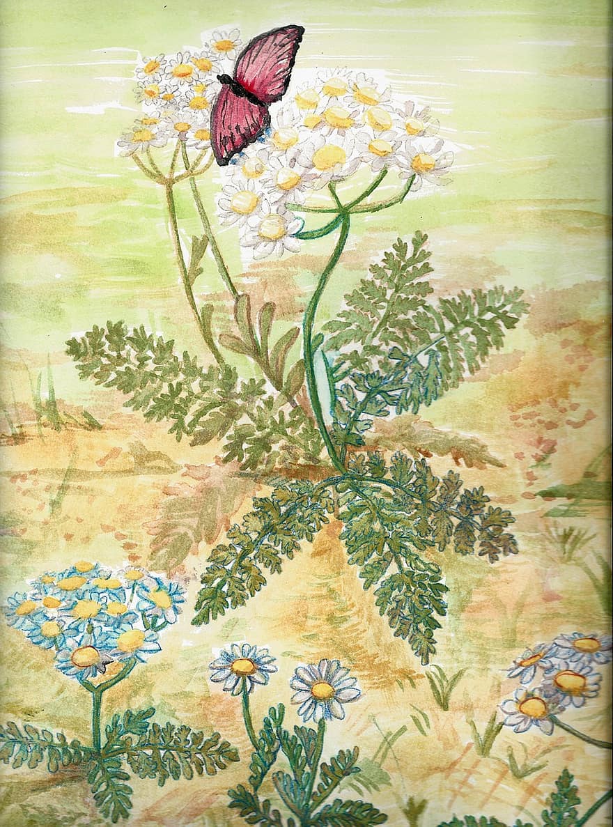 motyl, Natura, kwiaty, stokrotka, monarcha, skrzydło, lato, owad, ogród, spokojny, biały