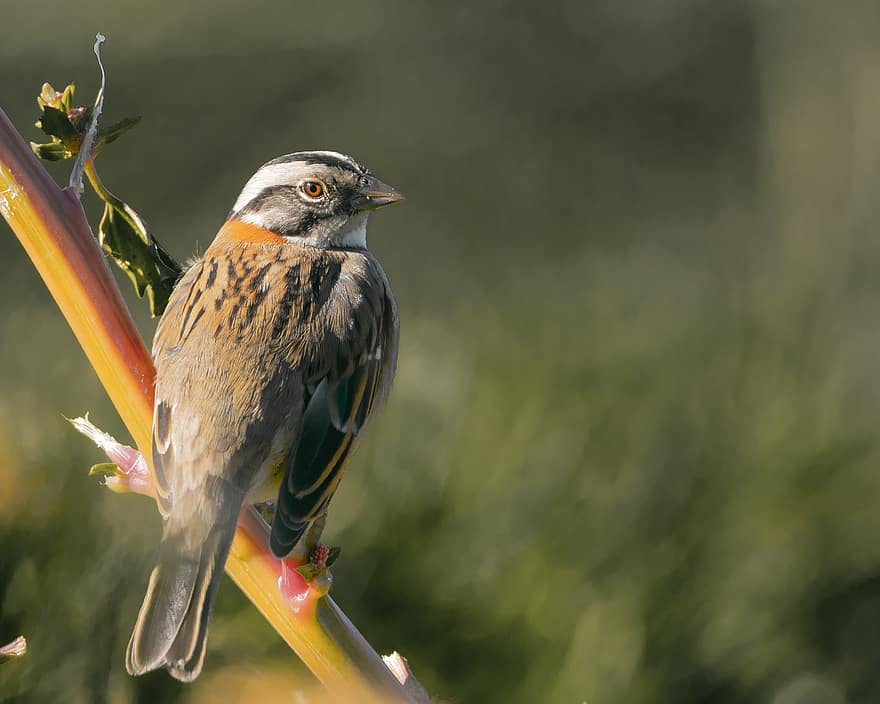 fugl, rufous-collared sparrow, dyr, zonotrichia capensis, dyreliv, fjerdragt, næb, perched, natur, fjer, dyr i naturen
