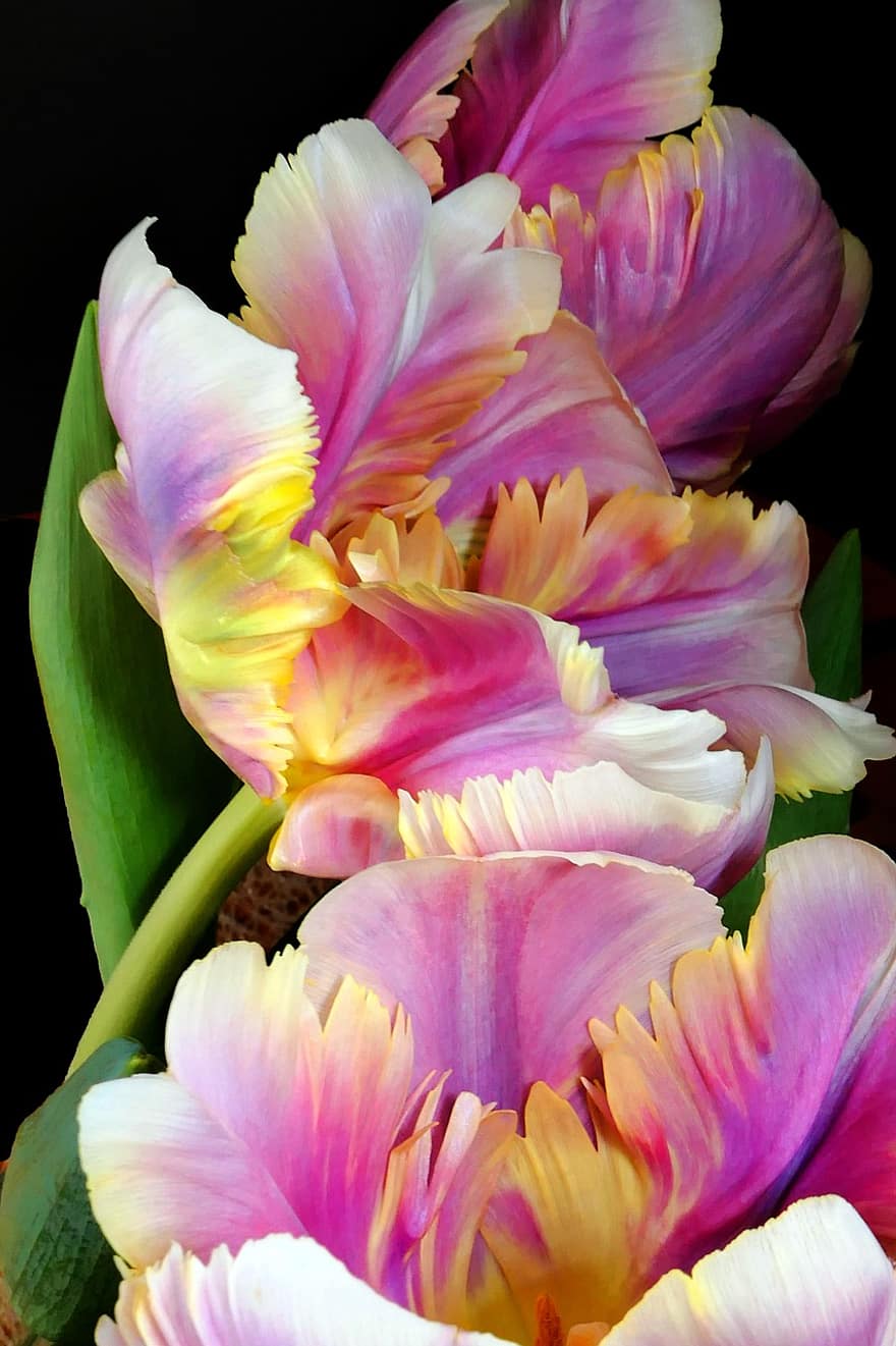 Tulips, Parrot Tulips, Bloom, Spring, Flora, Blossoms, Petals, Flower