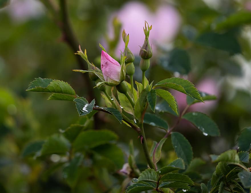 Rosa, flor, Rosa rosada, brotes, hojas, floreciente, cierne, planta, pétalos, naturaleza