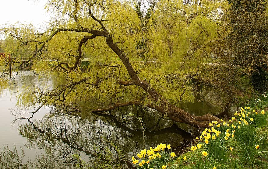 Park, Spring, Willow Tree, Daffodils, Nature, Plants, Lake, Water, Leaves, Branches, Outdoors