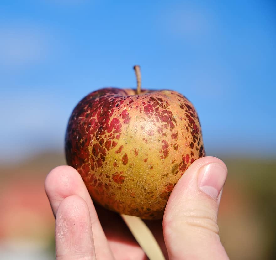 fruta, maçã, maduro, outono, colheita, agricultura, orgânico, saudável, Vitamina, Comida, fechar-se