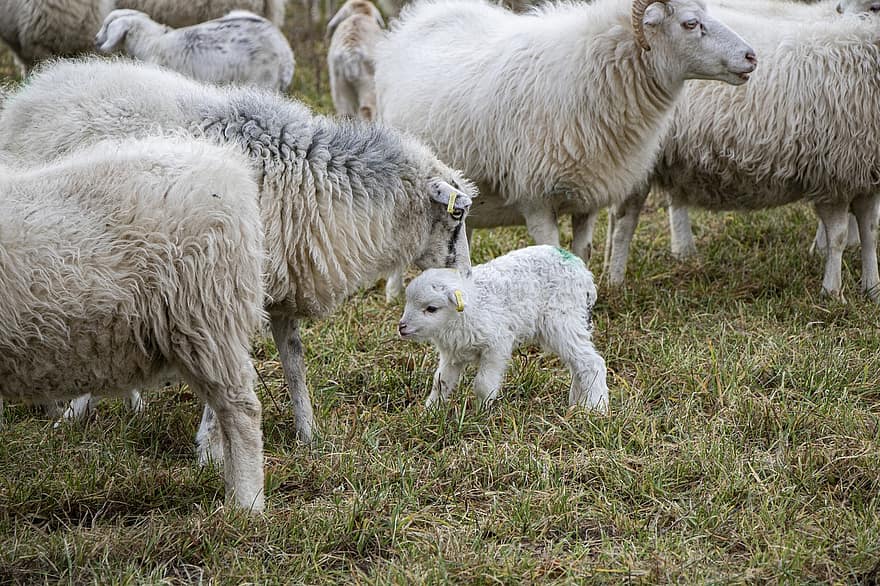 schapen, lam, kudde, dieren, boerderijdieren, gras, vee, wol, dieren wereld, weide, veld-