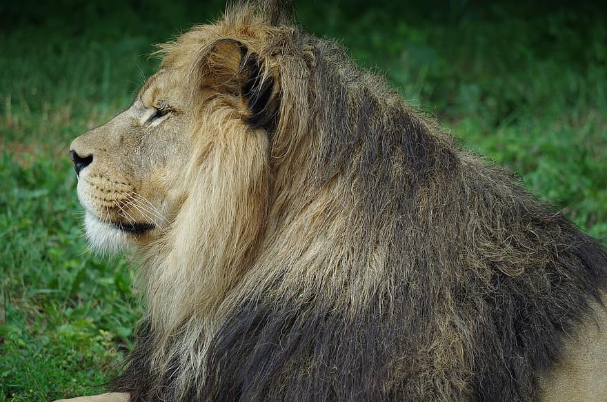 lejon, djur-, safari, manen, däggdjur, stor katt, vilt djur, rovdjur, farlig, vilda djur och växter, fauna
