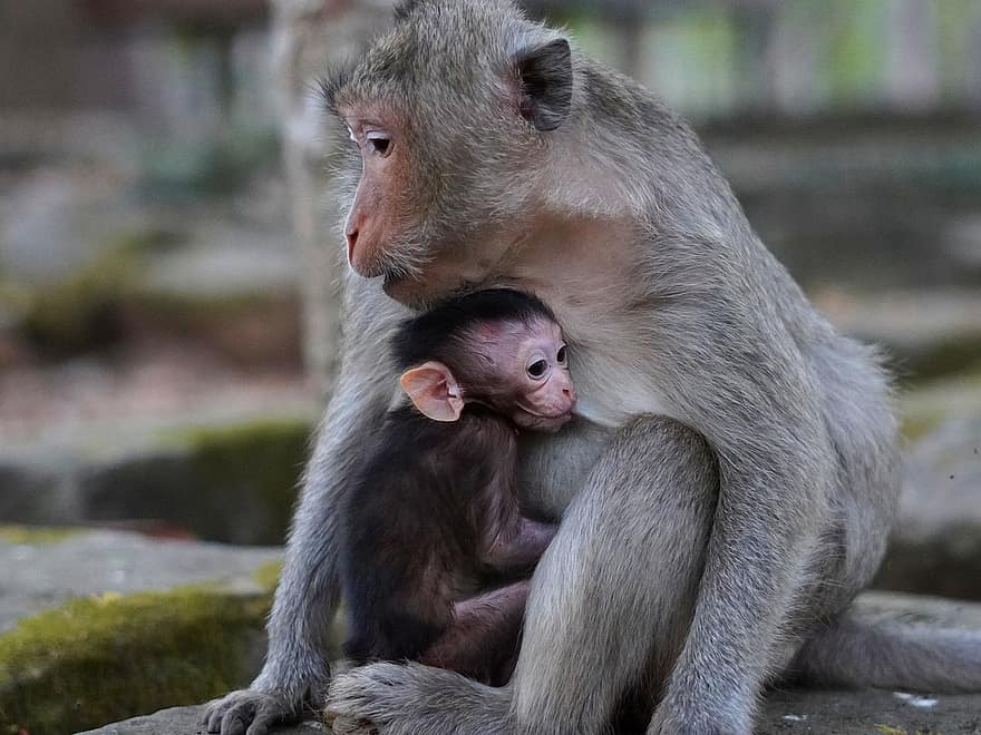 monyet, primata, binatang, kera, imut, binatang di alam liar, kecil, binatang muda, hutan hujan tropis, ibu, keluarga