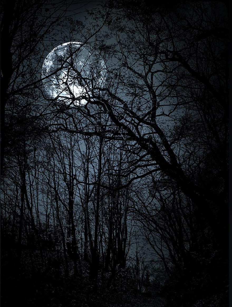 pohon, bulan, hutan, malam, gelap, kegelapan, di malam hari, mengerikan, kengerian, halloween, film thriller
