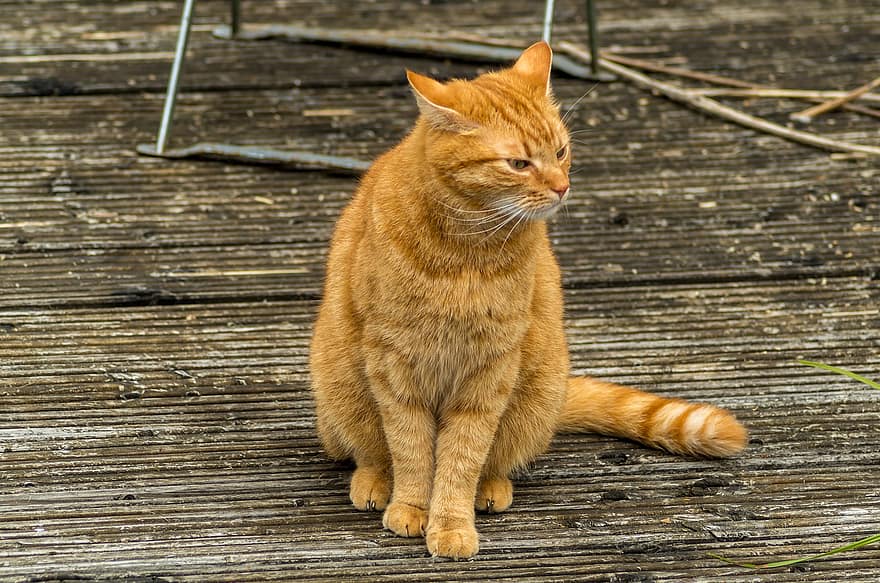 kočka, domácí zvíře, mourek, domácí kočka, kníry, oranžové mourek, mourovatá kočka, Kočkovitý, oči, kotě, červený kocour