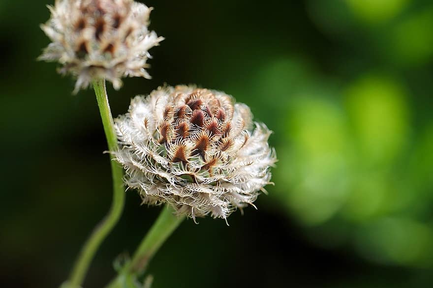 Scabious Knapweed, Fruit Stand, Cebtaurea Scabiosa, Faded, Pointed Flower, Meadow, close-up, plant, macro, green color, flower