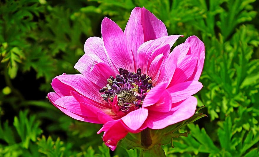 anemone, flor, jardí, flor rosa, flor de primavera, pètals, pètals de color rosa, florir, flora, planta, primer pla