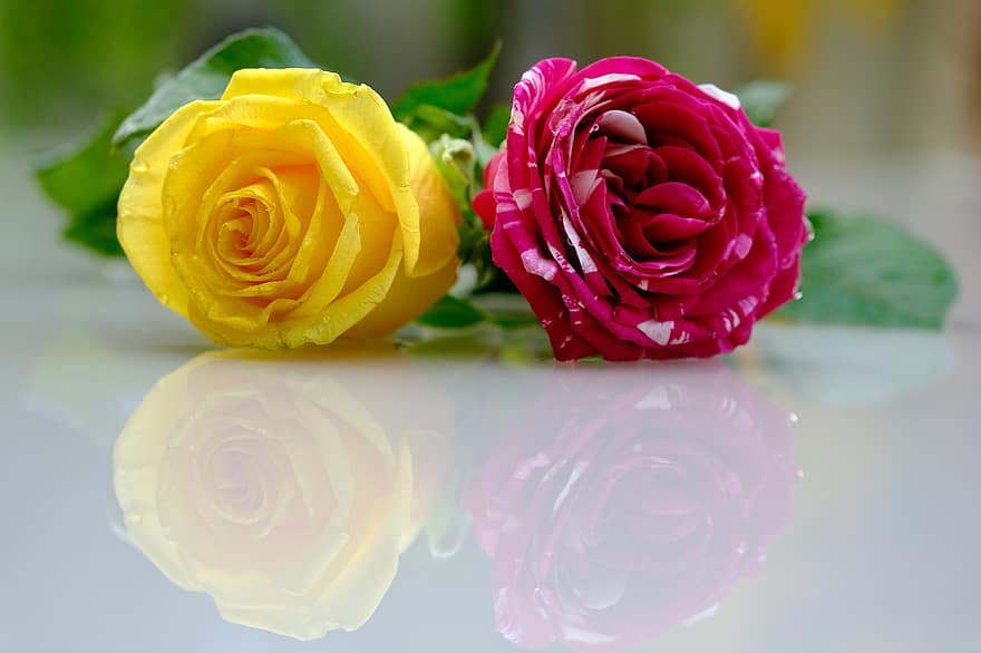 Rose, fiori, riflessione, paio, petali, petali di rosa, fioritura, fiorire, rosa fiorita