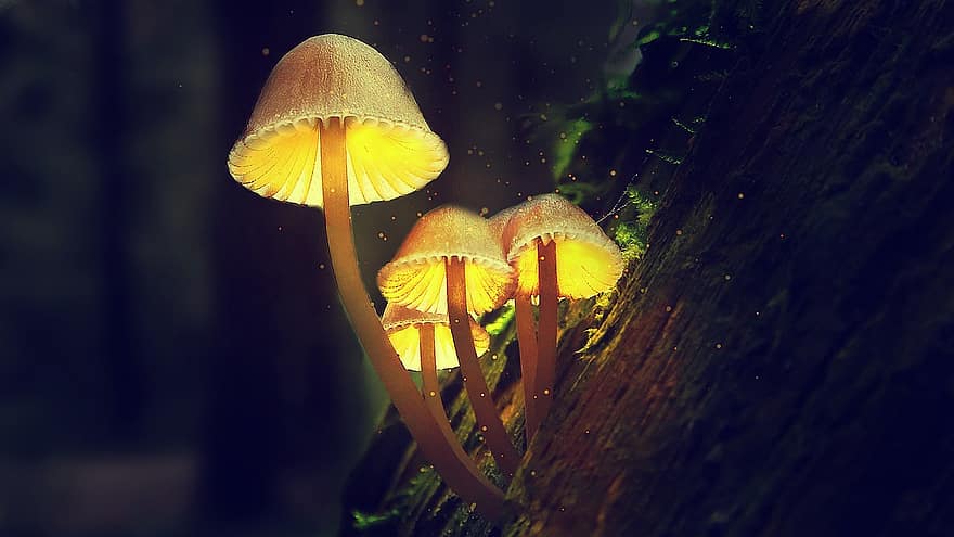 hongos, iluminado, mágico, místico, Hongo resplandeciente, hongos brillantes, setas, naturaleza, bosque