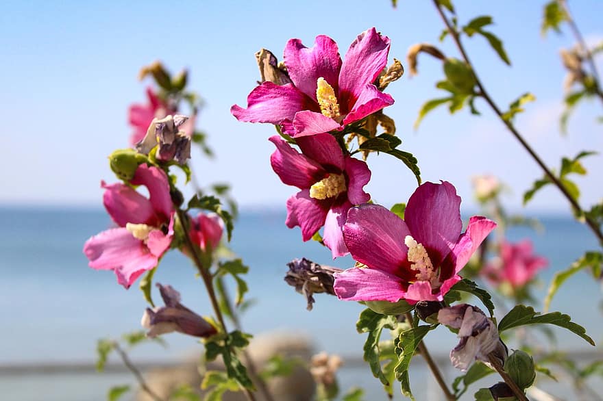 hibiscus, blomster, blomst, busk, natur, horisont, himmel, nærbilde, sommer, anlegg, rosa farge