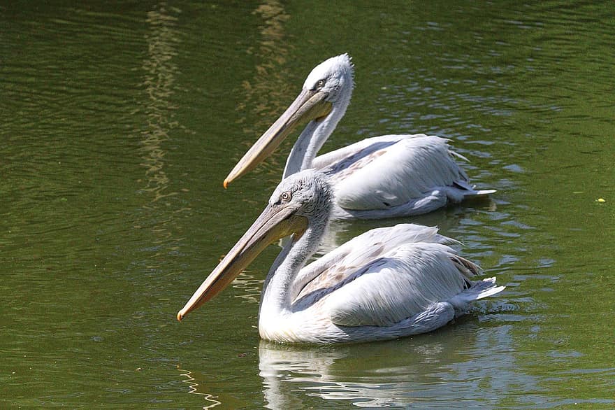 pássaro, pelicano, branco, natureza, parque, agua, asas, bico, animais em estado selvagem, pena, lagoa