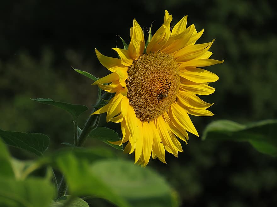bunga matahari, bunga, bunga kuning, kelopak, kelopak kuning, berkembang, mekar, flora, menanam