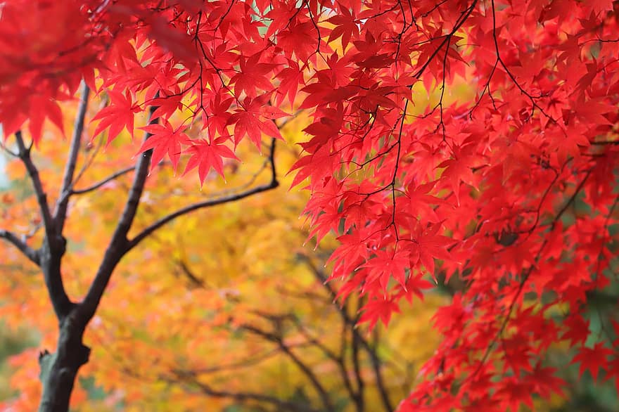 ruduo, medžiai, rudens lapai, lapai, pobūdį, rudenį, medis, geltona, miškas, sezoną, klevas